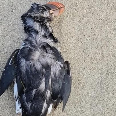 Puffins britânicos em risco: tempestades de inverno ameaçam aves marinhas