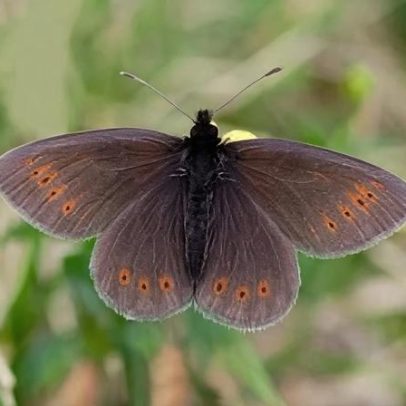 É preciso ser criativo para rastrear uma borboleta rara