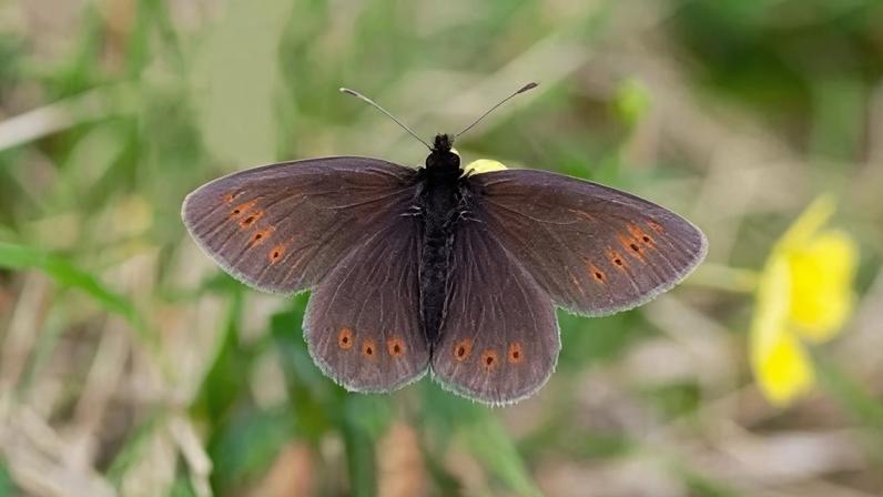 There are concerns mountain ringlet butterfly numbers are being affected by climate change