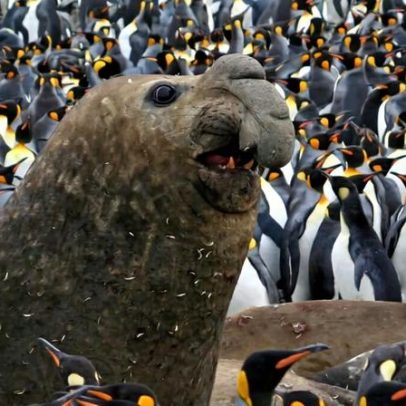 Focas-elefante do Sul se recuperam na África Austral; quadro global é misto