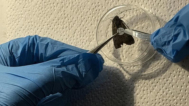 Cientistas seguem 10 mil mariposas na Austrália com cola de cílios e etiquetas