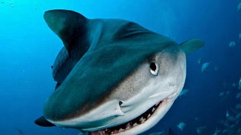 Ataques de tubarões não provocados sobem em 2025, causando 12 mortes