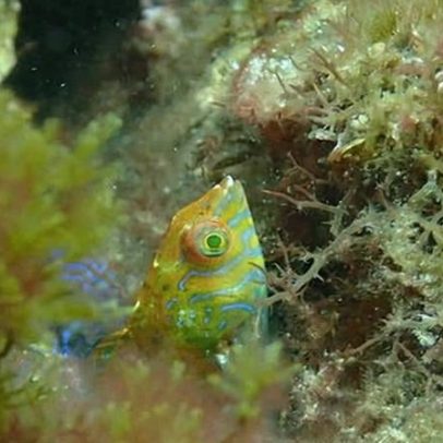 Peixe-wrasse raro avistado pela primeira vez desde 2009 em kelp da Austrália