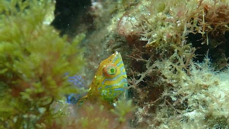 Peixe-wrasse raro avistado pela primeira vez desde 2009 em kelp da Austrália