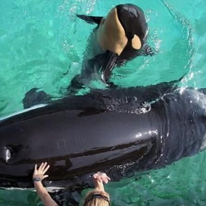 Corrida para salvar Wikie e Keijo, orcas mãe e filhote deixadas em aquário fechado
