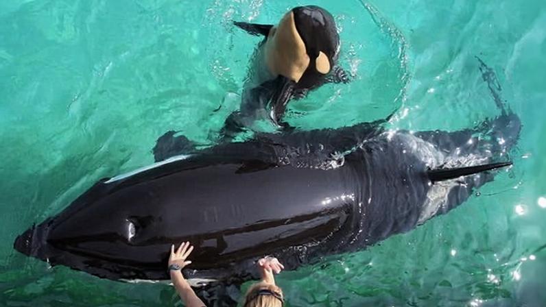 Wikie with her first calf, Moana, in 2011. Moana died in 2023. Sea Shepherd France and Marineland Antibes’ owner have concerns about plans to send Wikie to a planned sanctuary in Canada.