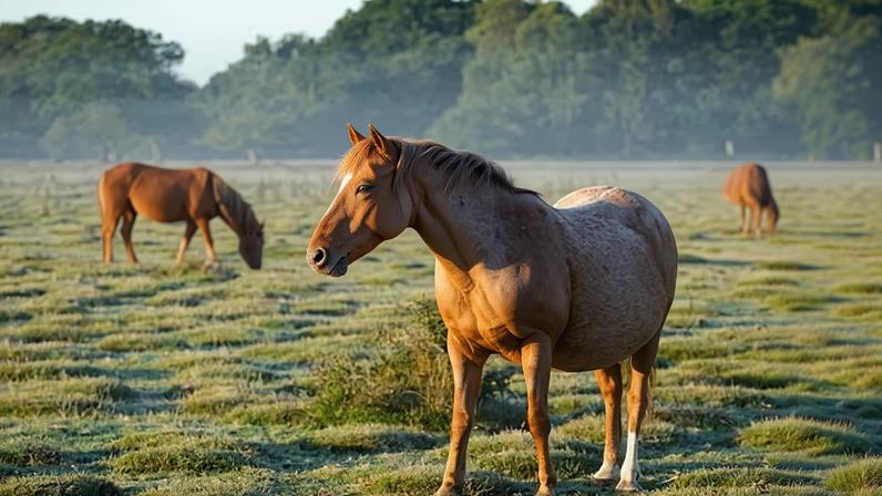 Carne de cavalo deve ser proibida na Itália em projeto de lei