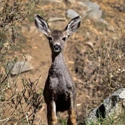 Autoridades da Califórnia avançam com planos para exterminar cervos-mula da ilha