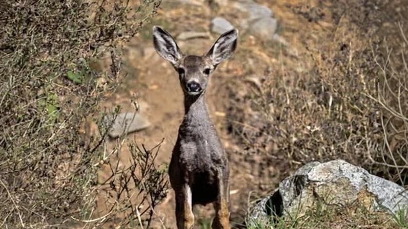A mule deer fawn on Santa Catalina Island, seen on 2023.