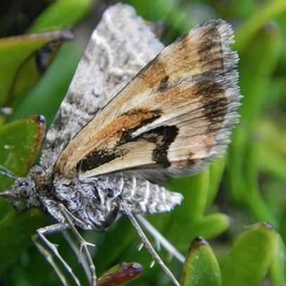 Inseto da Nova Zelândia vence como bug do ano e recebe o nome Avatar
