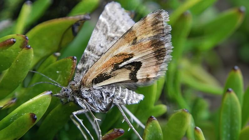 Inseto da Nova Zelândia vence como bug do ano e recebe o nome Avatar