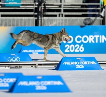 Cão invade o percurso, fica sem medalha nos Jogos de Inverno