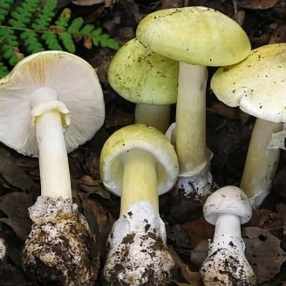 Surtos sem precedentes de intoxicações por cogumelos tóxicos atingem Califórnia