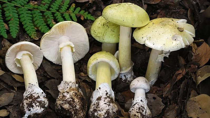 Surtos sem precedentes de intoxicações por cogumelos tóxicos atingem Califórnia