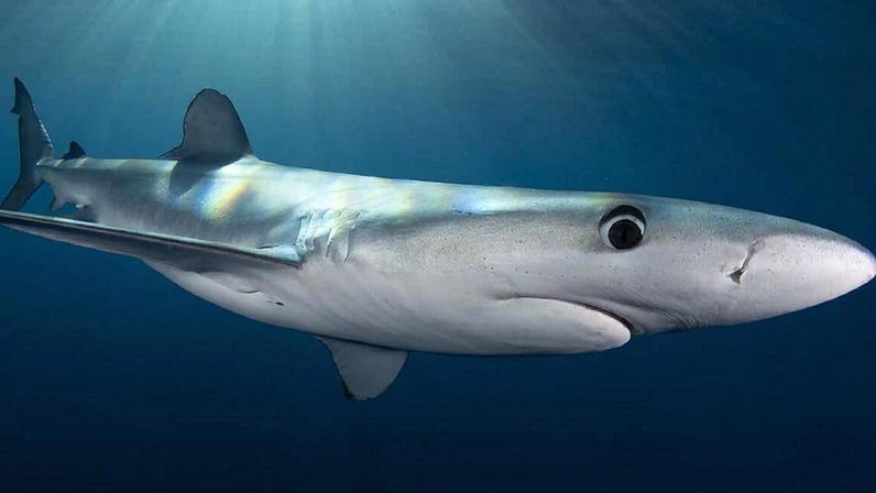 Método barato usa eletricidade para manter tubarões longe de anzóis