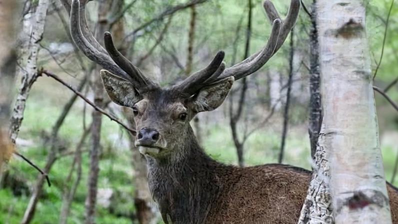 Caça de cervos facilitada na Inglaterra para proteger bosques