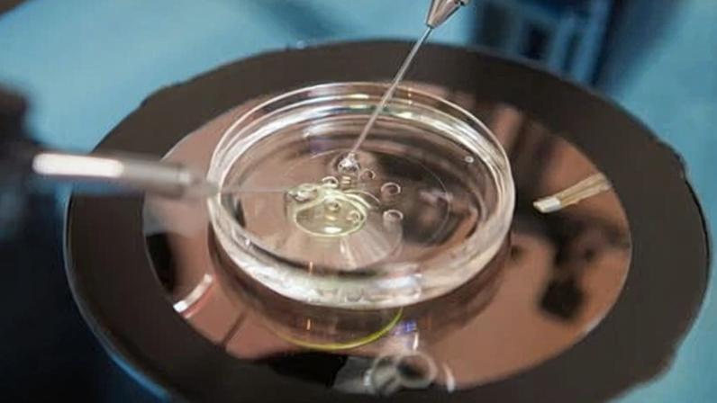 Pacientes vencem tribunal para salvar embriões após erro de consentimento