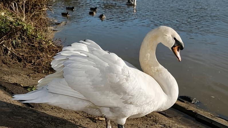 Mute swan standing on rivers edge near Saltford marina in Bristol