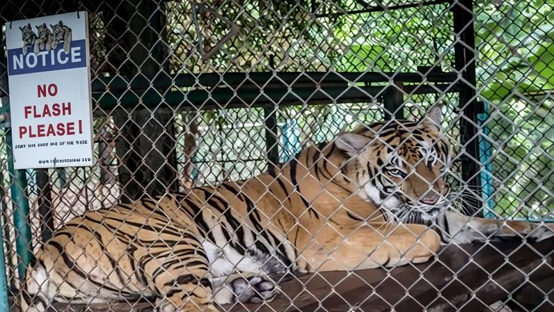Autoridades tentam conter surto após 72 tigres cativos morrerem na Tailândia