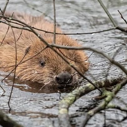 Castores libertados para repovoar rios da Cornualha