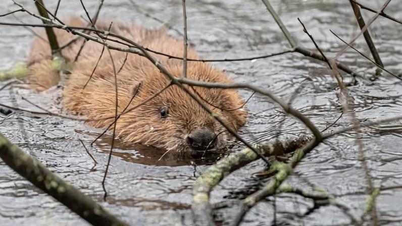 Castores libertados para repovoar rios da Cornualha