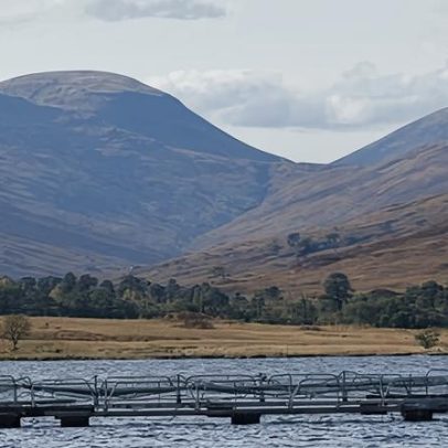 Mais de 35 milhões de salmões morrem em granjas na Escócia