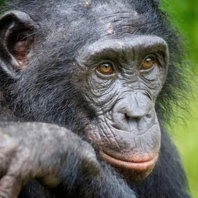 Bonobos brincam de faz de conta como crianças, aponta estudo