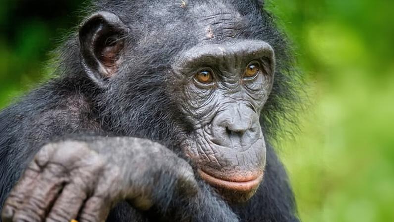 Bonobos brincam de faz de conta como crianças, aponta estudo