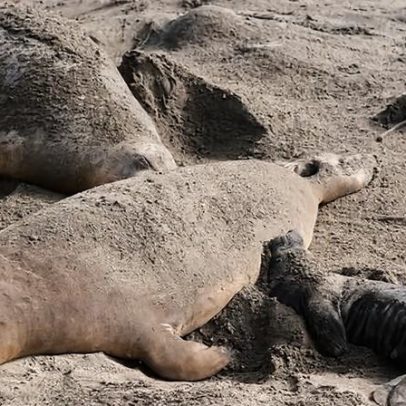 Gripe aviária mata dezenas de filhotes de foca-elefante em parque californiano