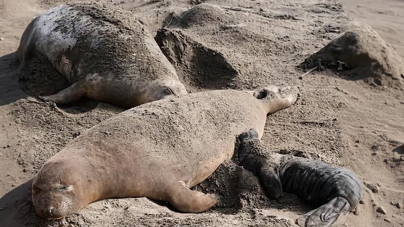 Gripe aviária mata dezenas de filhotes de foca-elefante em parque californiano