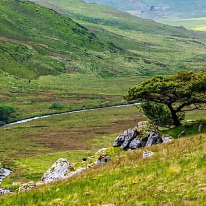 Caridade galesa compra mais de 405 hectares para rewilding