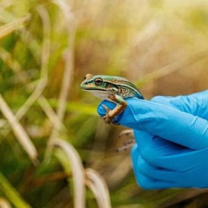 Cientistas devolvem sapos dizimados por doença fúngica à vida selvagem