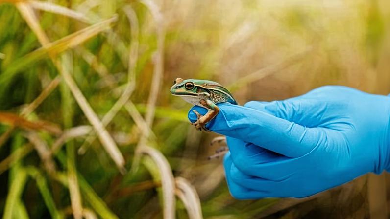 Cientistas devolvem sapos dizimados por doença fúngica à vida selvagem