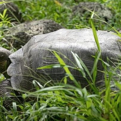 Tartaruga gigante de Floreana é reintroduzida em Galápagos após quase 200 anos