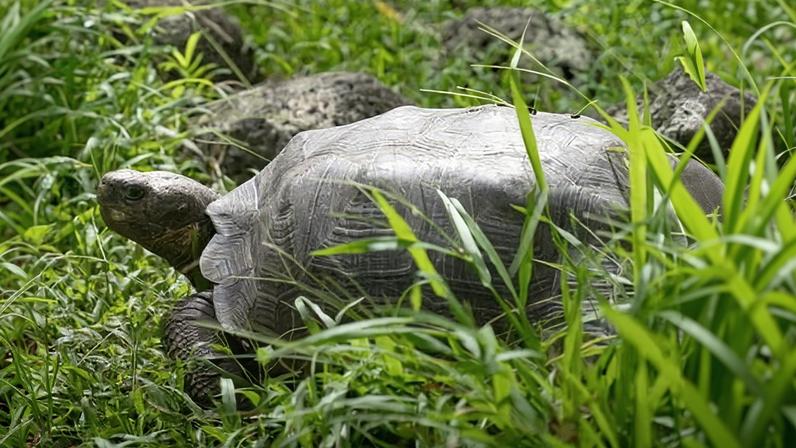 The Floreana giant tortoise. By the time Charles Darwin landed on the island in 1835, the subspecies was already in its death throes.