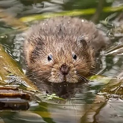 Restauração de Chalk River é concluída após dois anos