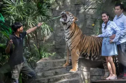 Investigação após doença mata 72 tigres em parque turístico na Tailândia