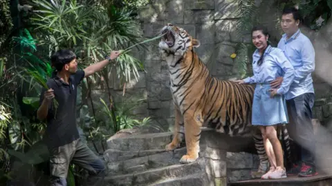 At Tiger Kingdom Chiang Mai, visitors can touch and interact with tigers