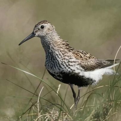Pennines: drone oferece esperança para aves raras do Reino Unido