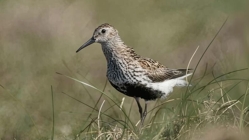 Pennines: drone oferece esperança para aves raras do Reino Unido