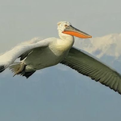 Maior ave que já viveu no Reino Unido pode retornar ao país
