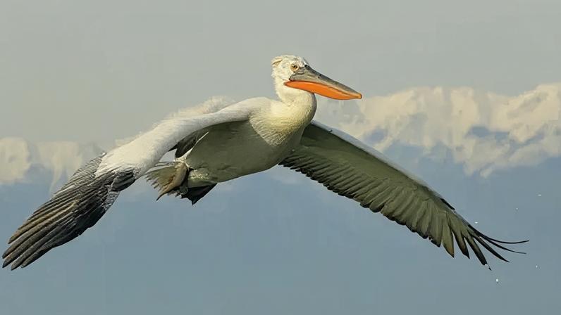 Maior ave que já viveu no Reino Unido pode retornar ao país