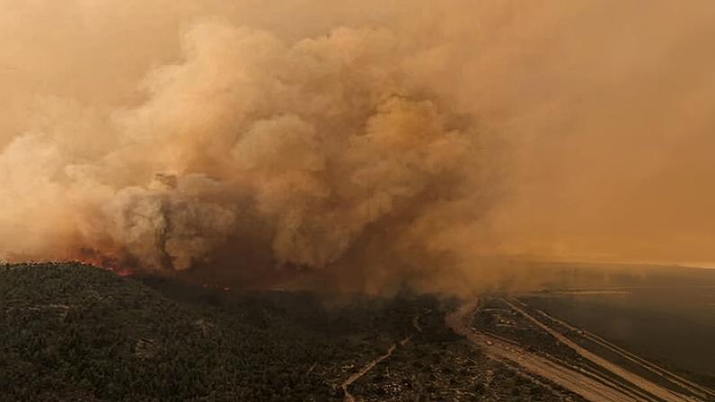 Alguns dos pinheiros mais antigos do mundo atingidos por incêndios na Patagônia