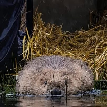Duas duplas de castores soltos na Cornualha
