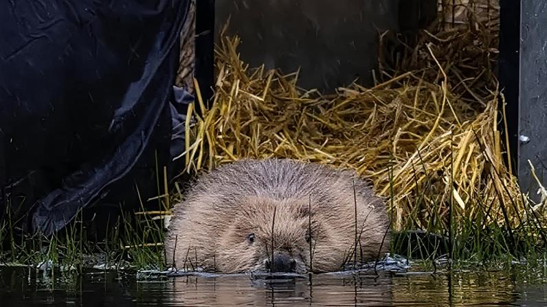 The animals' follows three years of planning and consultation