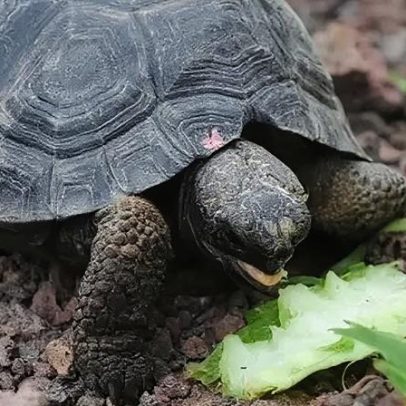 Tartarugas gigantes retornam à ilha Galápagos após quase 200 anos