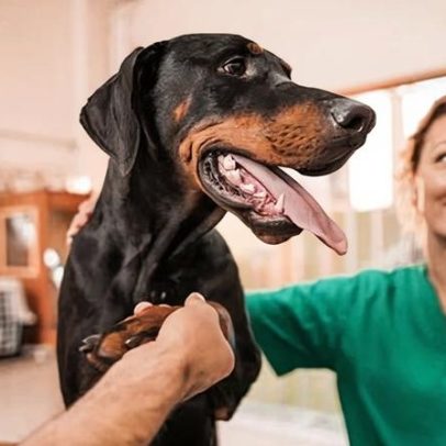 Custo do seguro de animais no Reino Unido cai, apesar de honorários veterinários e inflação