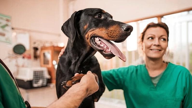 Average lifetime pet insurance premiums are getting cheaper … slowly