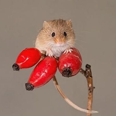 Caça ao menor rato do Reino Unido em imensa reserva natural escocesa