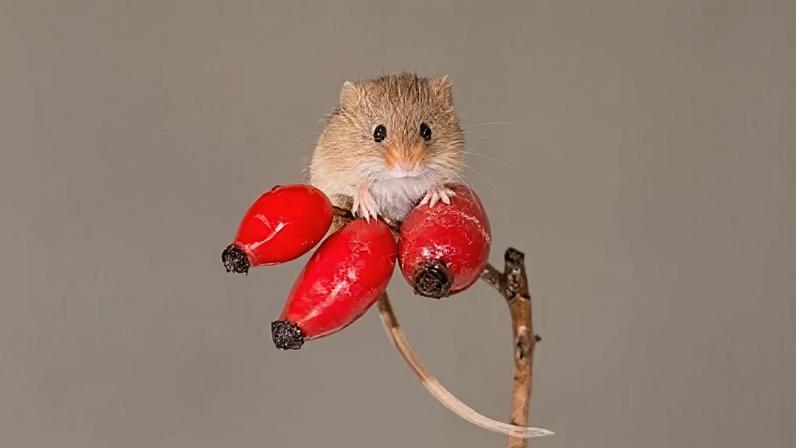 The harvest mouse is the smallest rodent in the UK